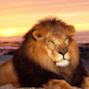 Meet your Posher, Joelle